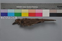 藏品(棕耳鵯)的圖片